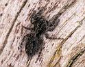 Clynotis_severus_D7116_Z_85_Camping near sewage_Australie
